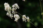 Waxyleaf meadow-rue